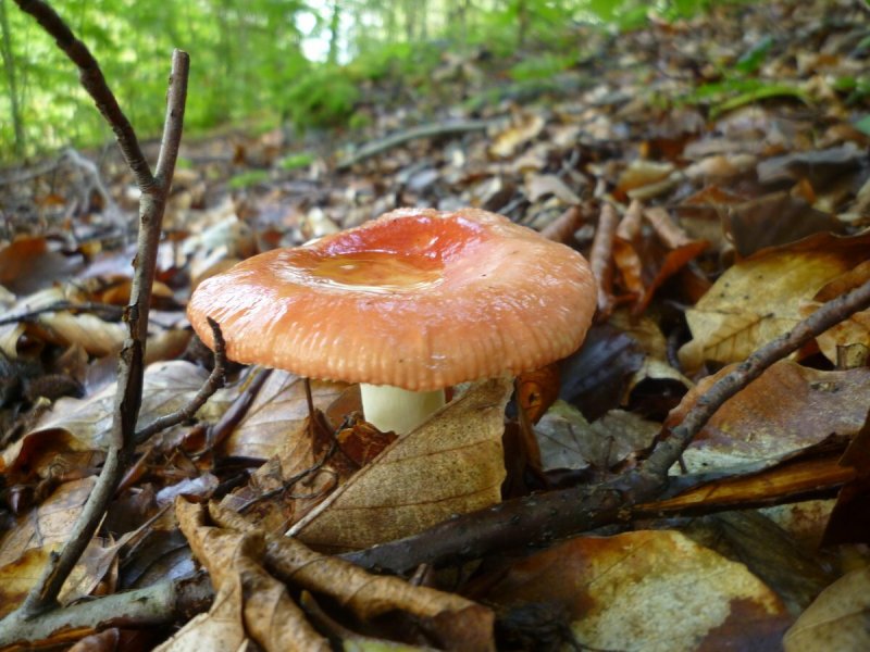 Осенние пластинчатые съедобные грибы Подмосковья