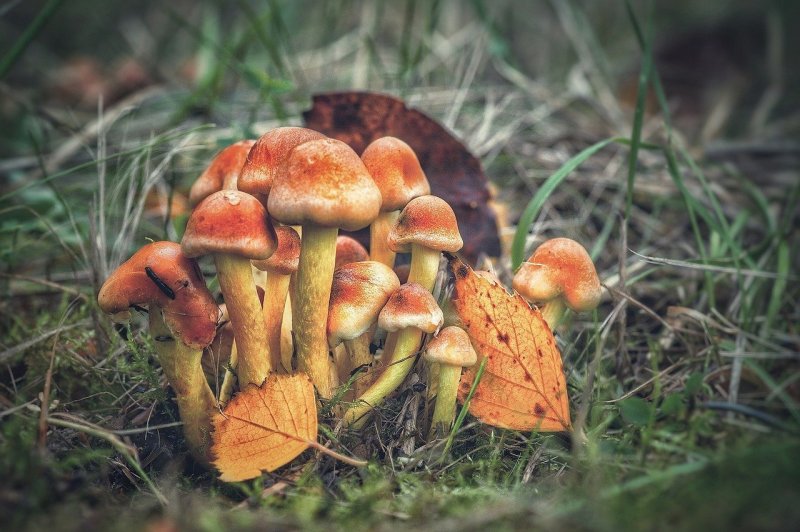 Осень грибы листва опята