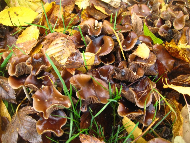 Осенние грибы пластинчатые коричневые