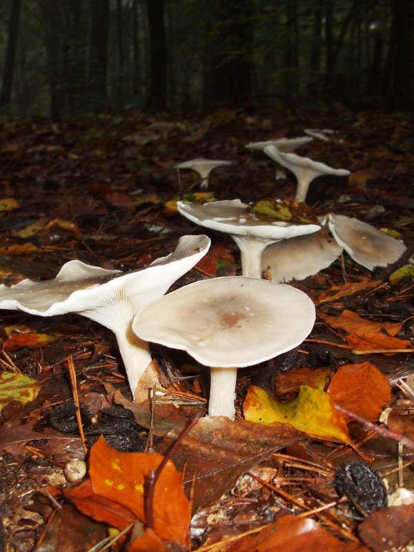 Осенниесьедобные грибы