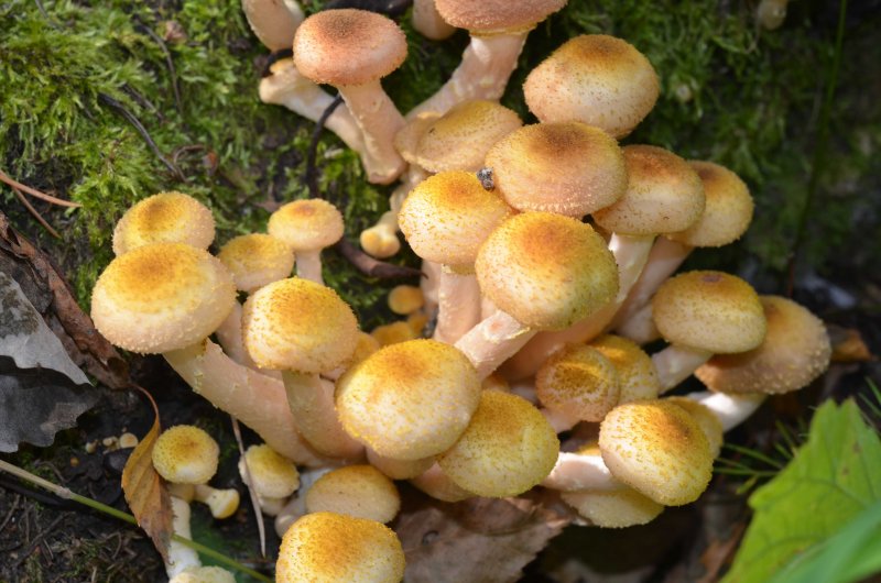 Опёнок осенний съедобные грибы
