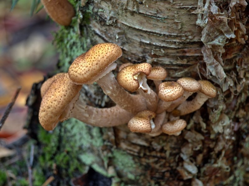 Фото ложных грибов с названиями
