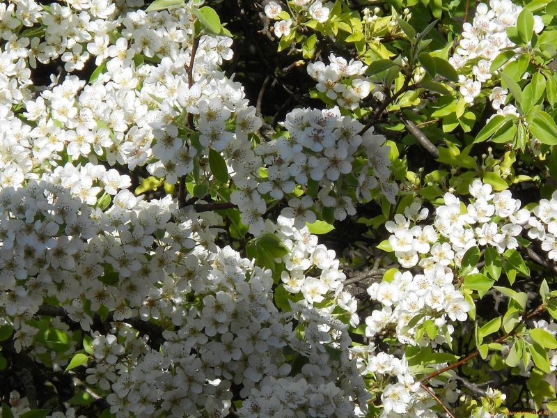 Белые цветущие кустарники