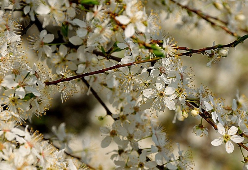 Цветущие весной деревья и кустарники