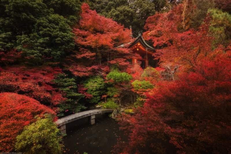 Япония красные клены Киото