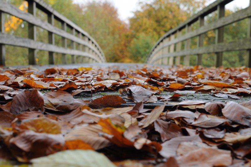 Осень мостик листья