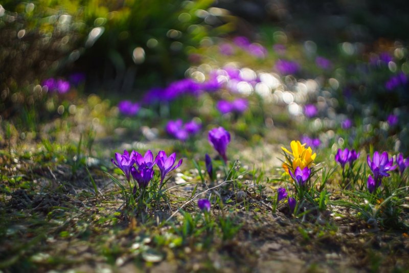 Весна природа цветы