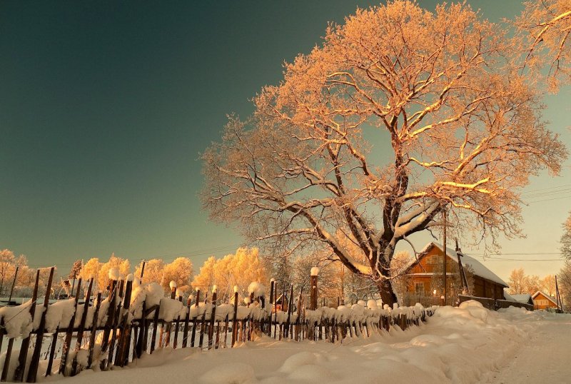 Зимние деревья в деревне