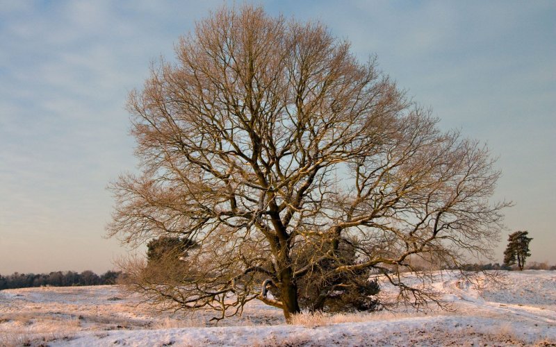 Дерево дуб зимой