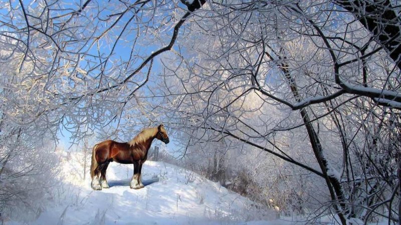 Лошадь в зимнем лесу