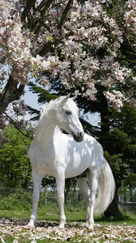 Лошадь весной