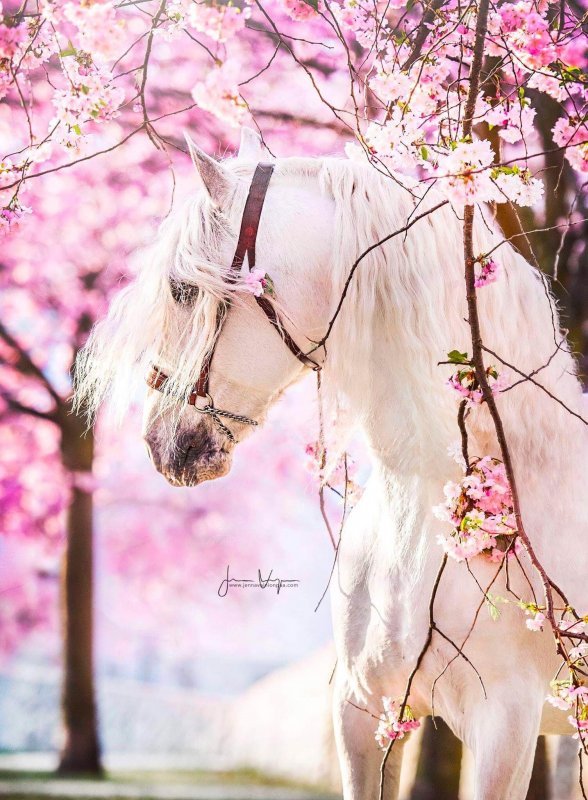 Белый конь в цветах