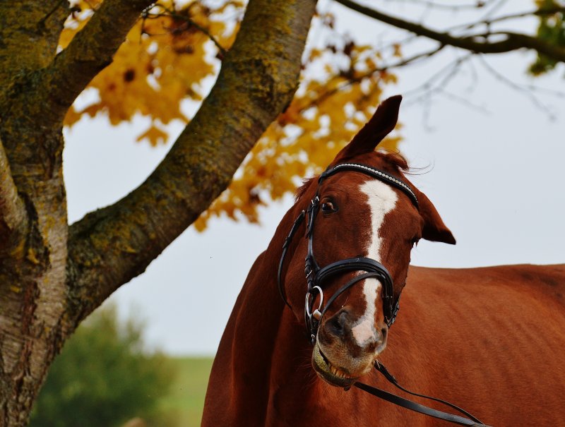 Лошадки осенью