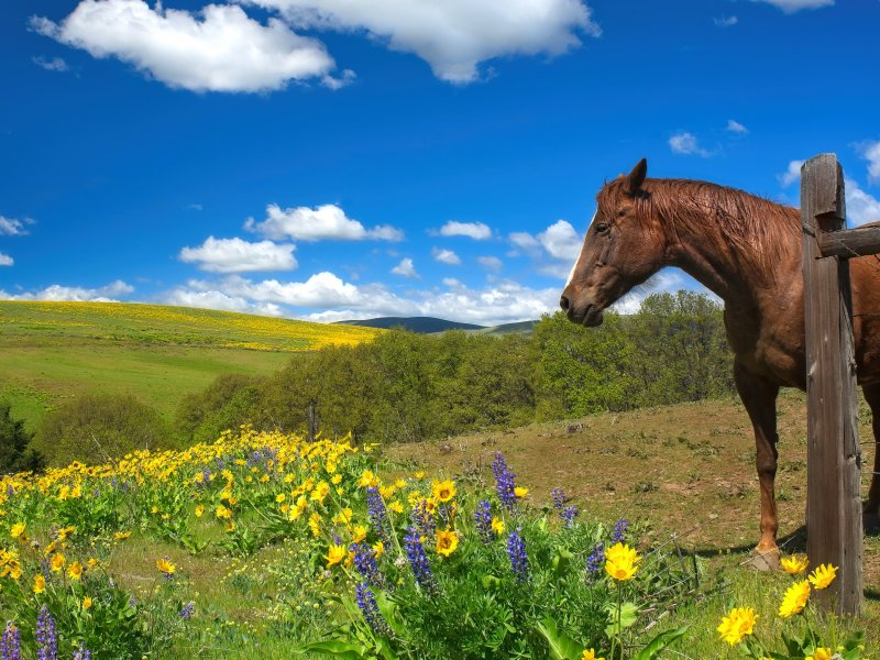 Лошадь на фоне цветов
