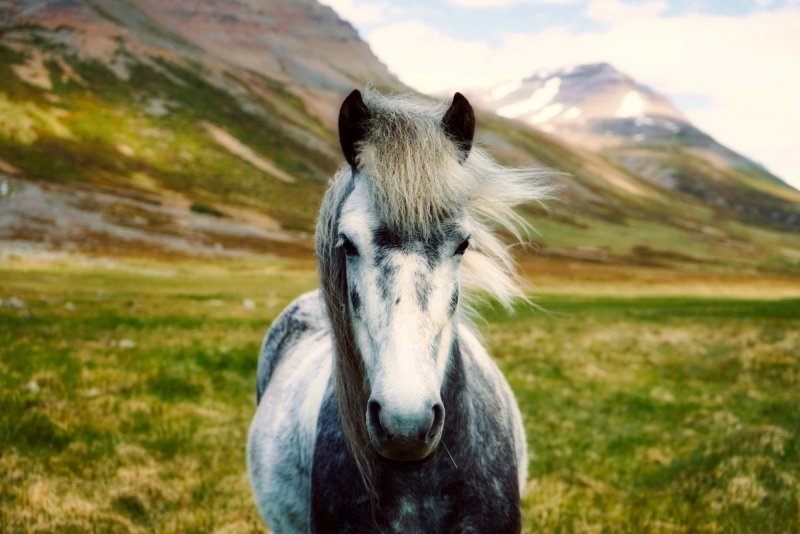 Дикие лошади Исландии