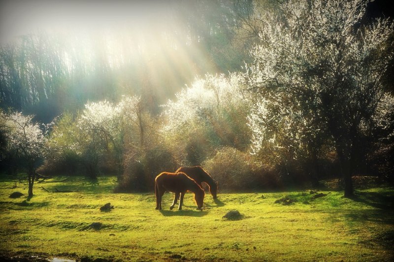 Лошадь в лучах солнца