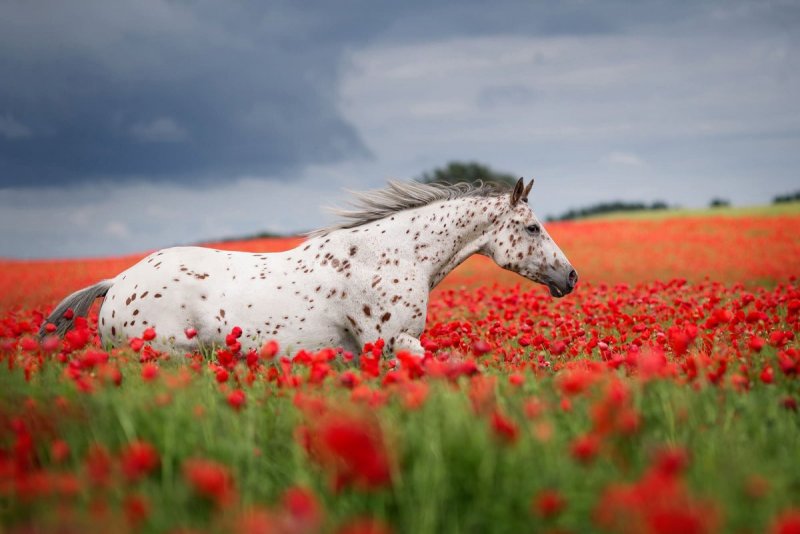 Вибке Хаас фото лошадей