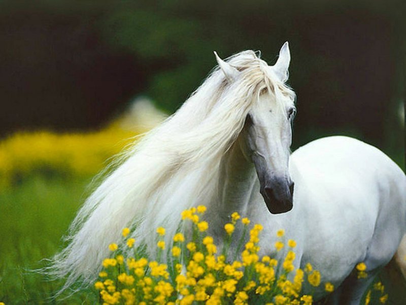 Красивые лошади с цветами