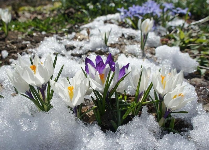 Ранняя Весна в России