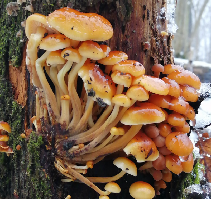 Рыжие грибы опенок зимний
