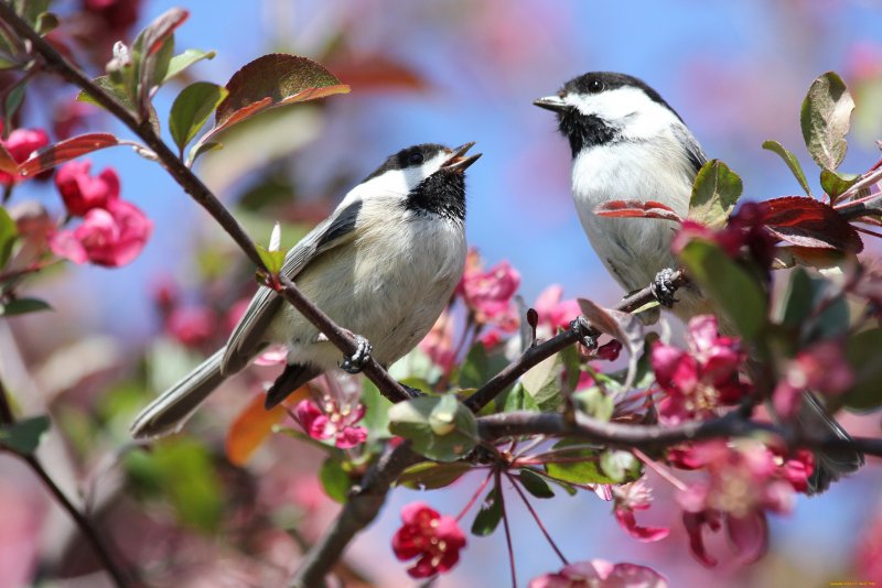 Птицы поют весной