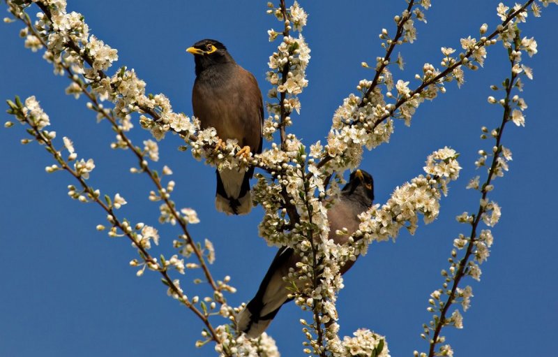Птицы весной в городе