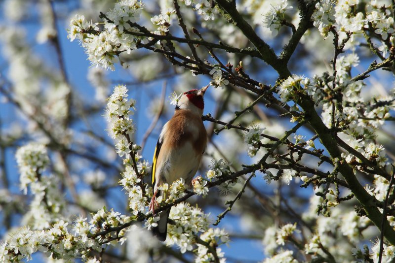 Ранняя Весна птицы