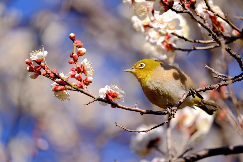 Ранняя Весна птицы
