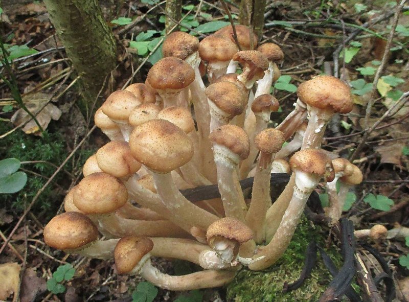 Фото ложных грибов с названиями