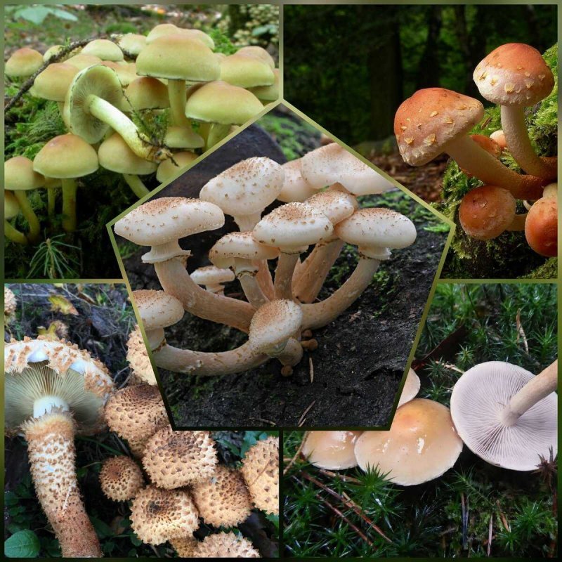 Опасный гриб опенок летний