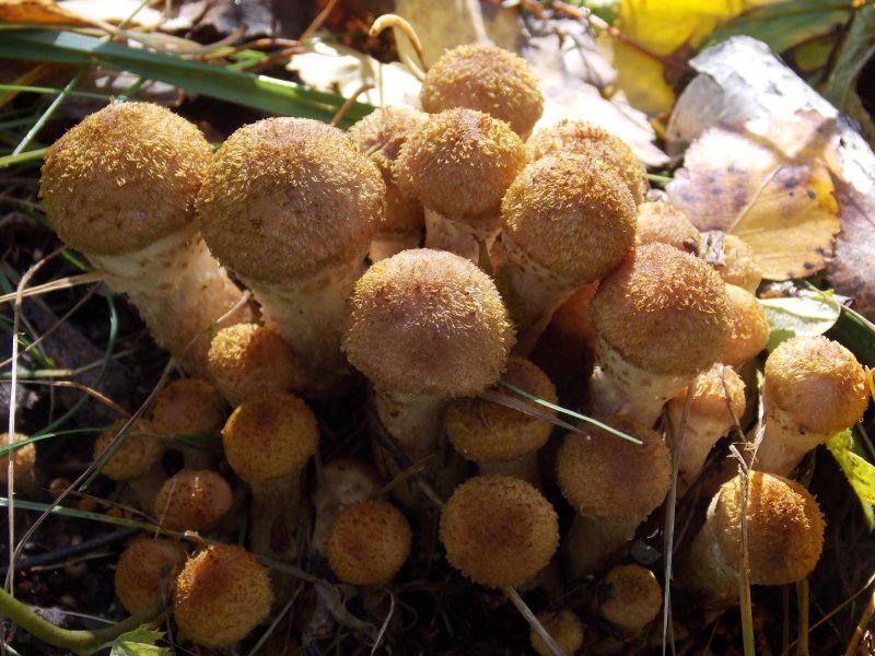 Съедобные грибы Урала