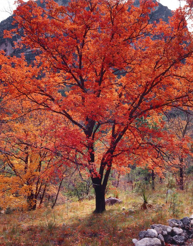 Дерево осина осенью