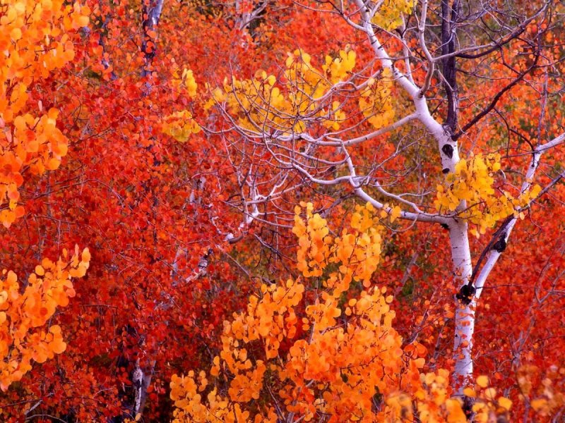 Осенние деревья осина