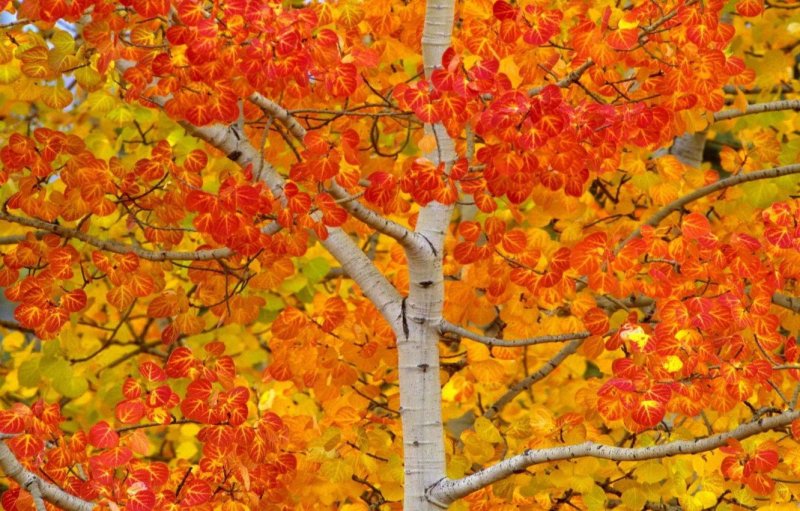 Осина дерево осень