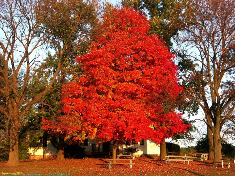 Дерево осина осенью
