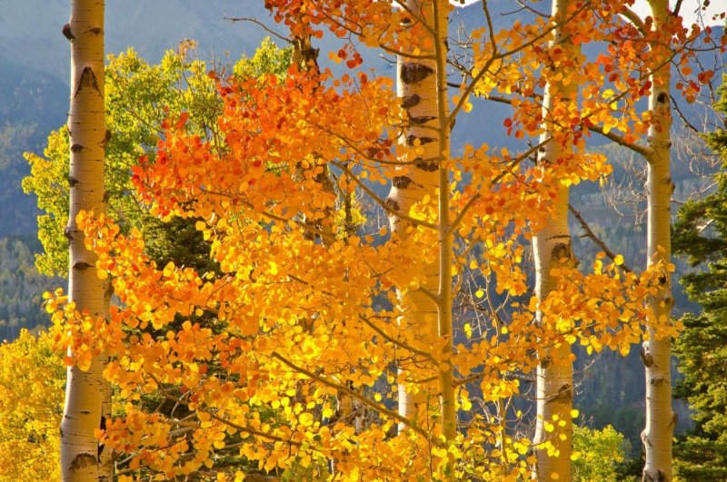 Осина дерево осень