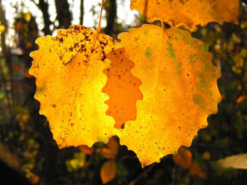 Осенние листья тополя