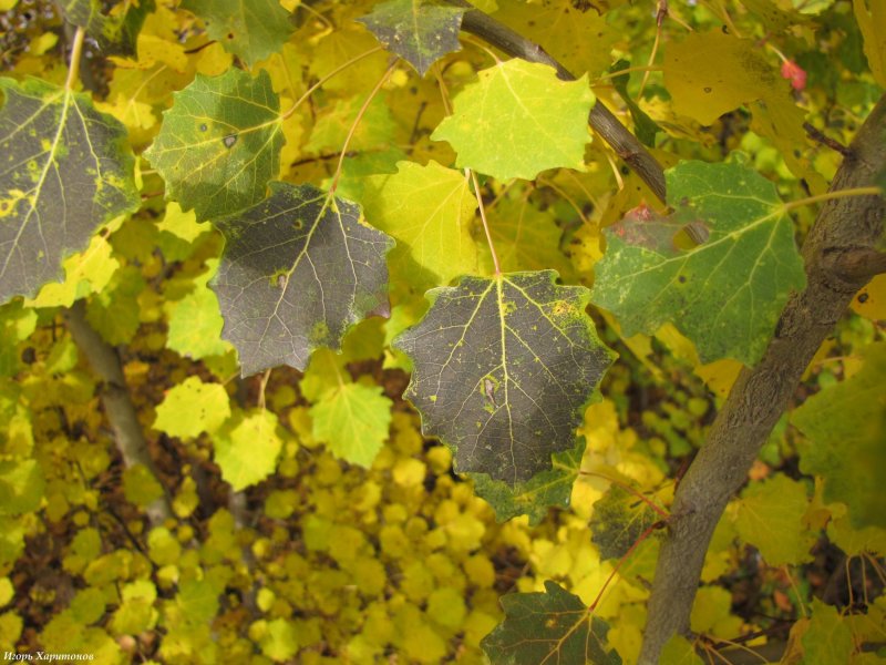Листья осины и тополя осенью