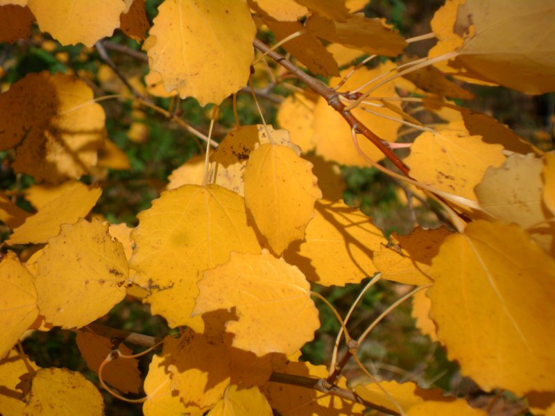 Фотографии каким цветом бывает осина и цвет осенью