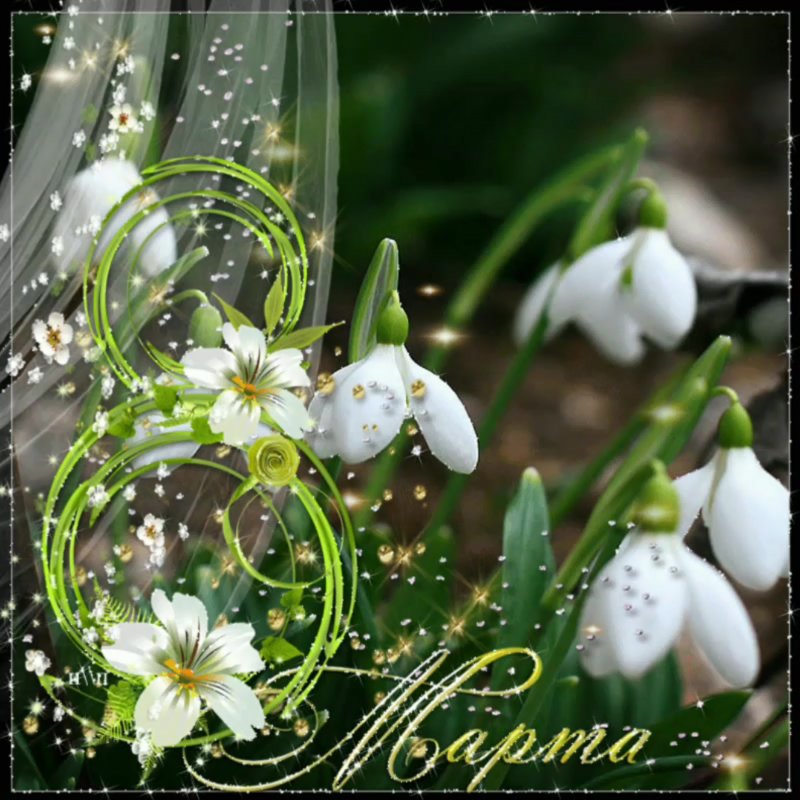 Мимоза цветок на 8 марта