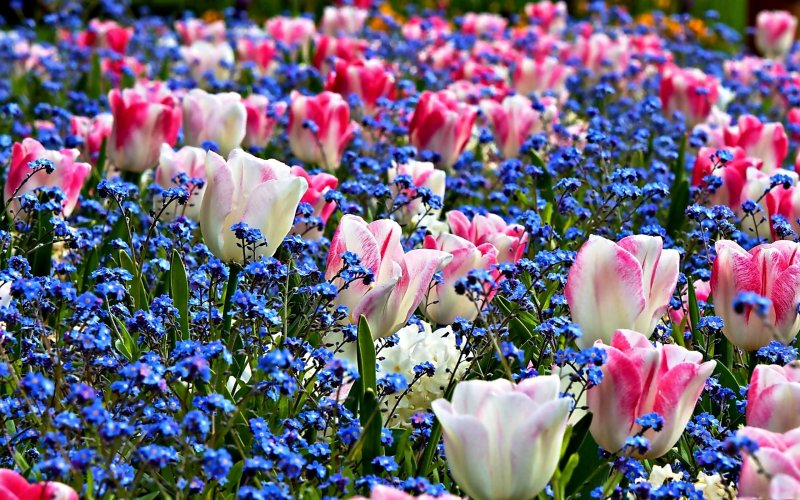 Подснежники крокусы весенние цветы