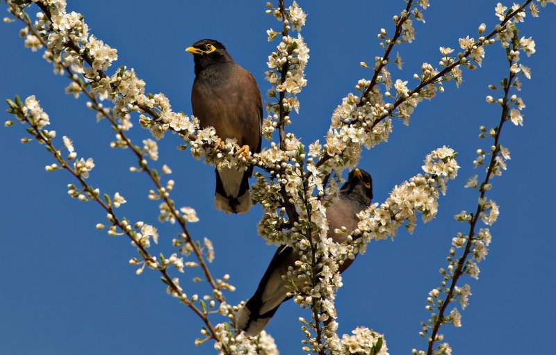 Весенние птицы фото