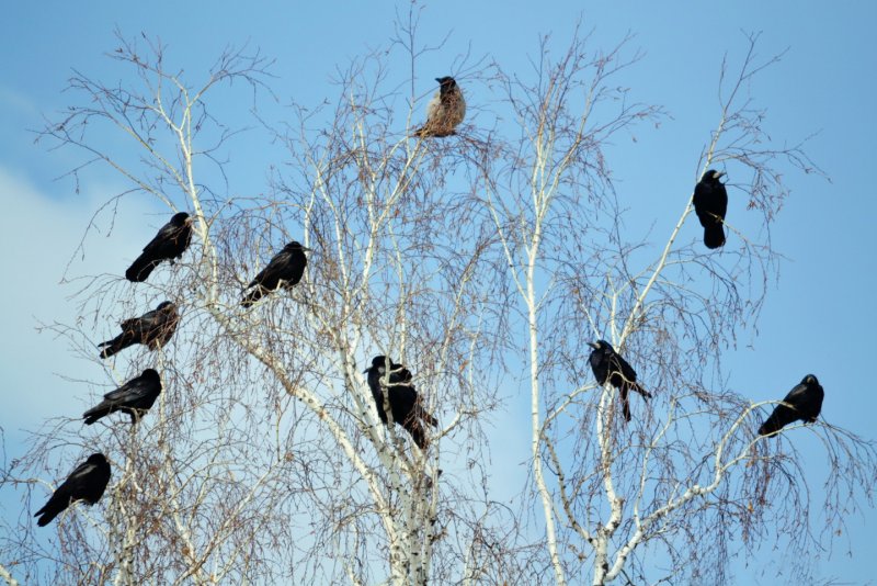 Вороны на верхушке дерева