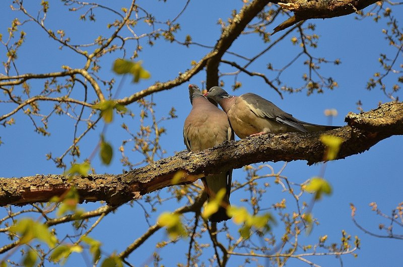 Весна птицы на деревьях