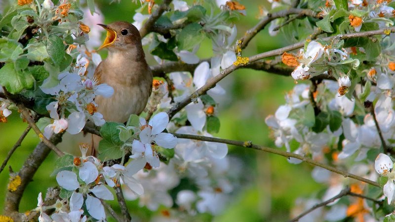 Птицы в яблоневом саду