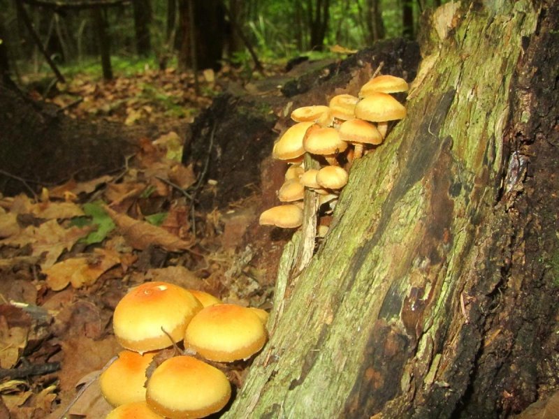 Осенние грибы Подмосковья опята