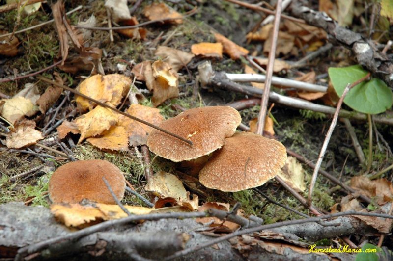 Осенние Подмосковные грибы
