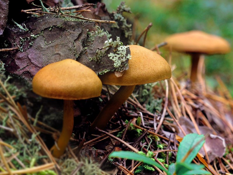 Несъедобные грибы в Сосновом лесу