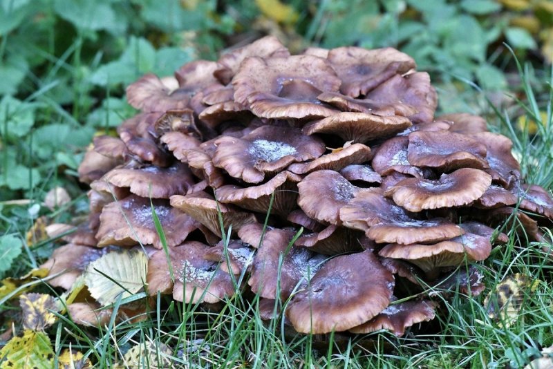 Осенние грибы Подмосковья съедобные