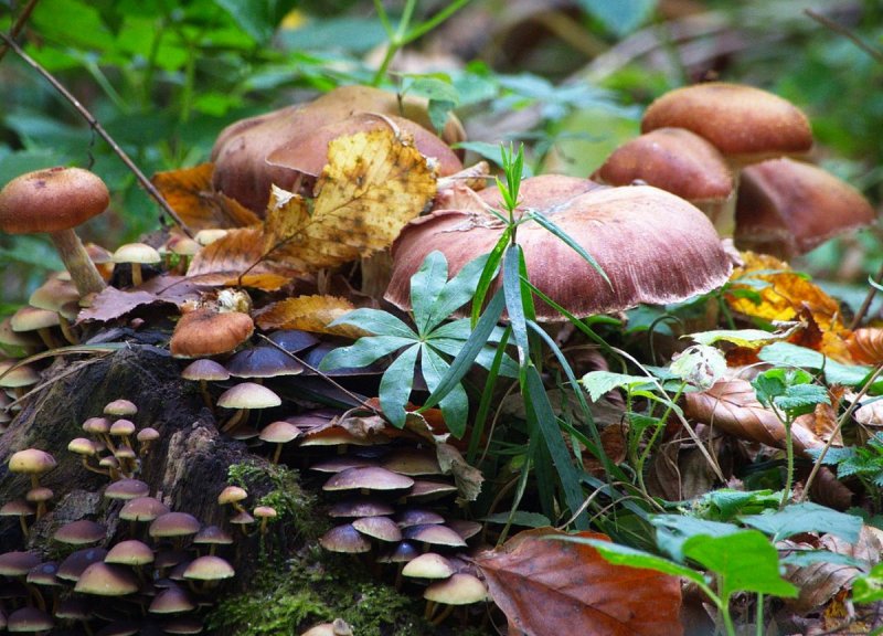 Поздние осенние грибы несъедобные